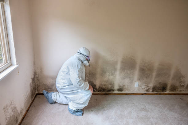 Best Mold Odor Removal Services  in Chisholm, MN